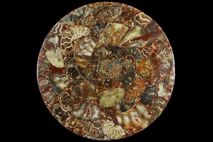 Composite Plate Of Agatized Ammonite Fossils #107215